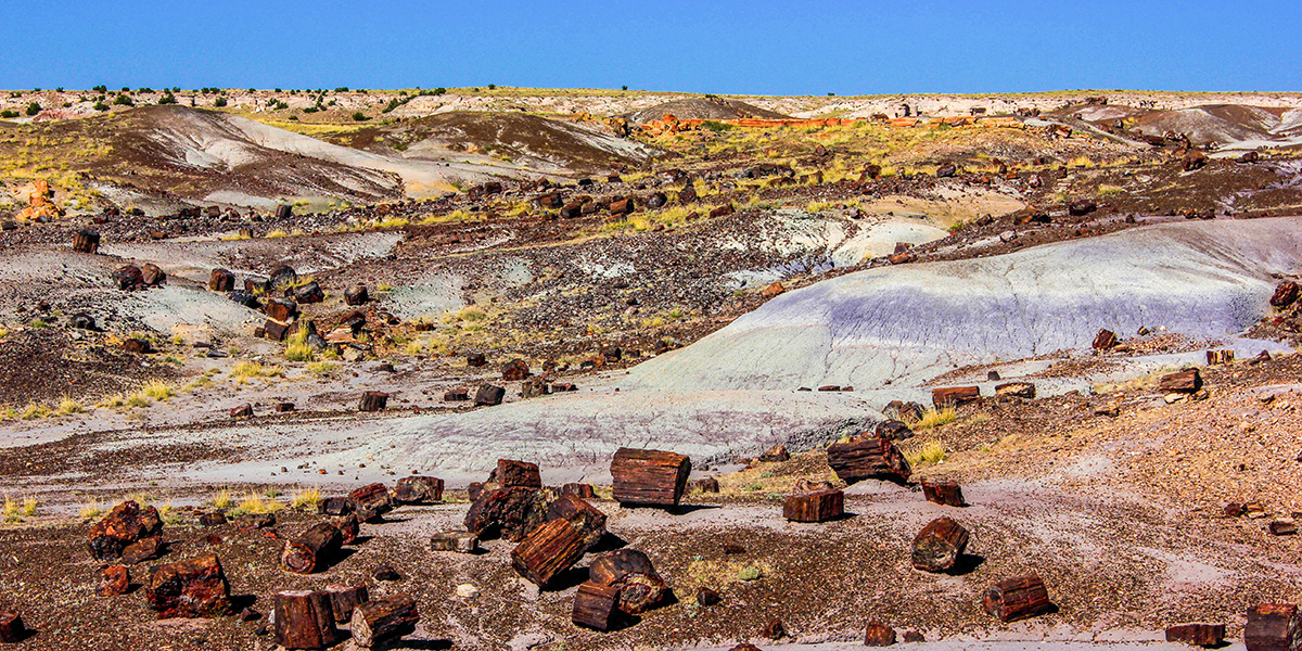 Petrified Forest National Park: RV Camping and Travel Guide