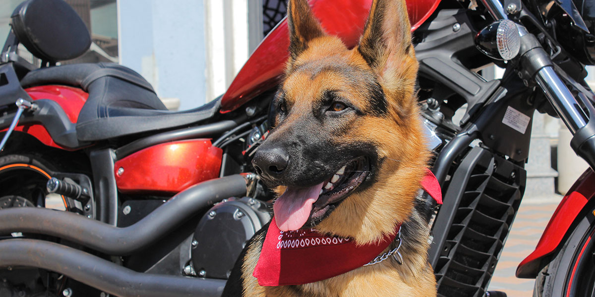 motorcycle riding with pets
