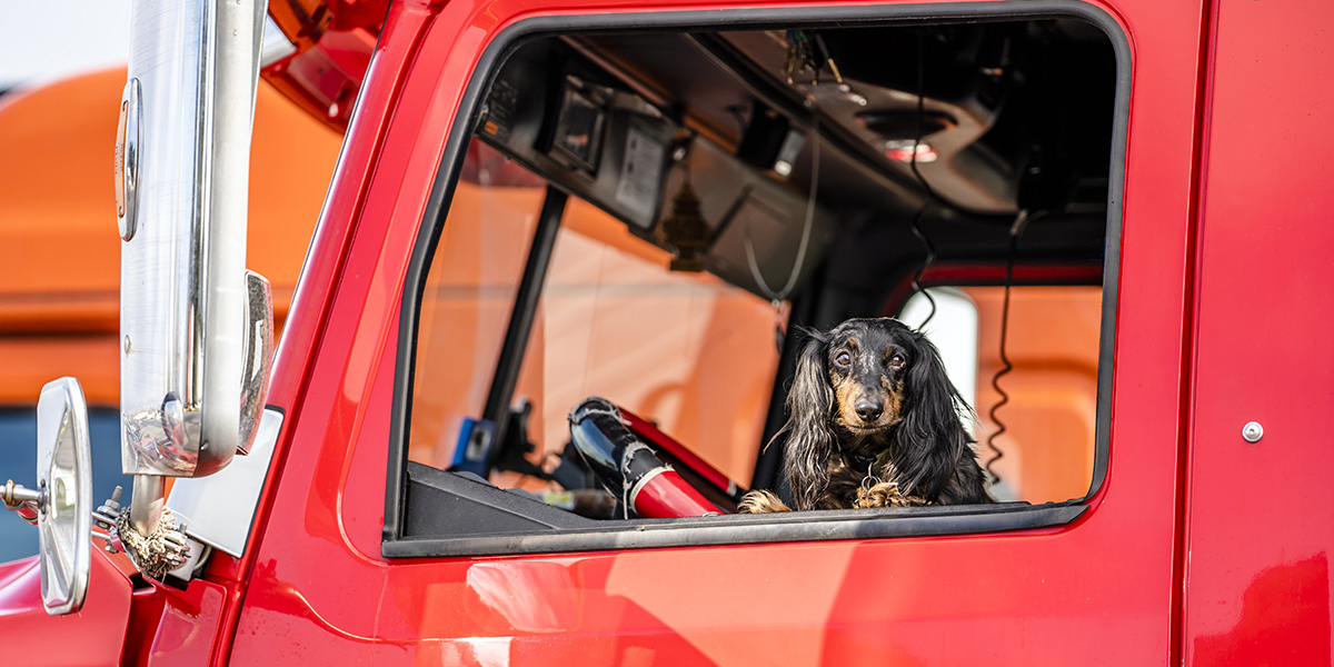 9 Reasons to Bring Pets on the Road